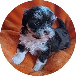 neue Welpen imJanuar 2026